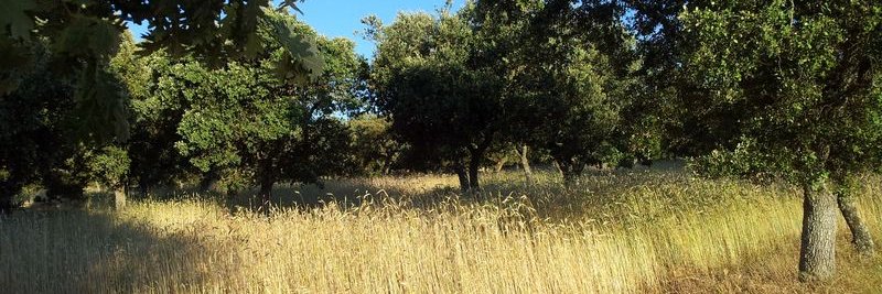 tierrasdesayago's profile banner image