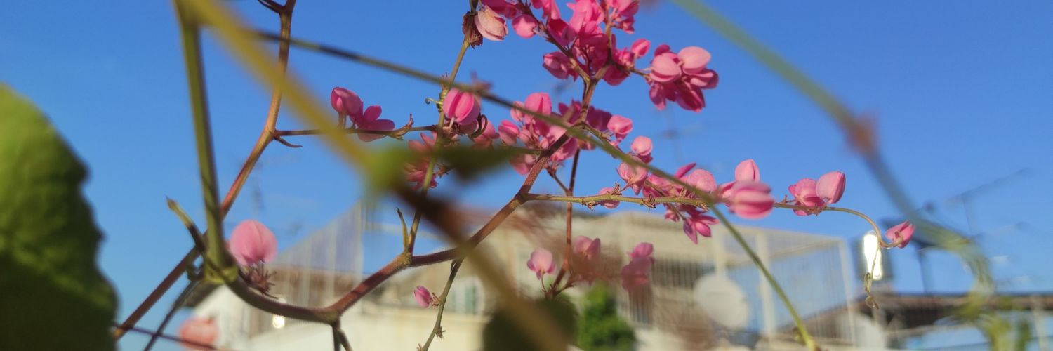 ato_pine's profile banner image