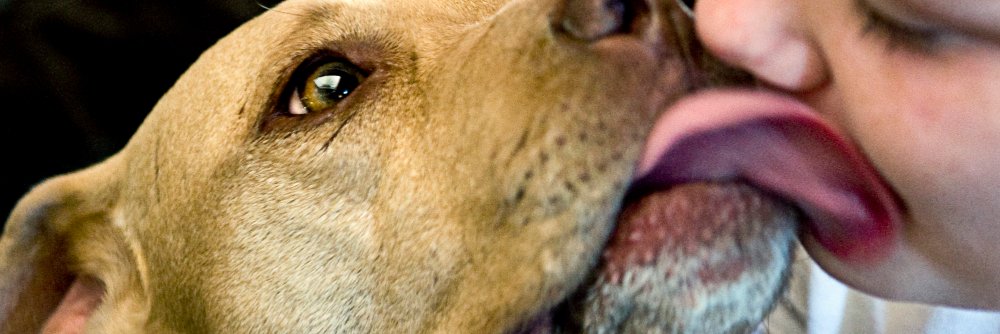 Dogysignal's profile banner image