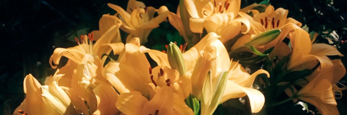 p23sl's profile banner image