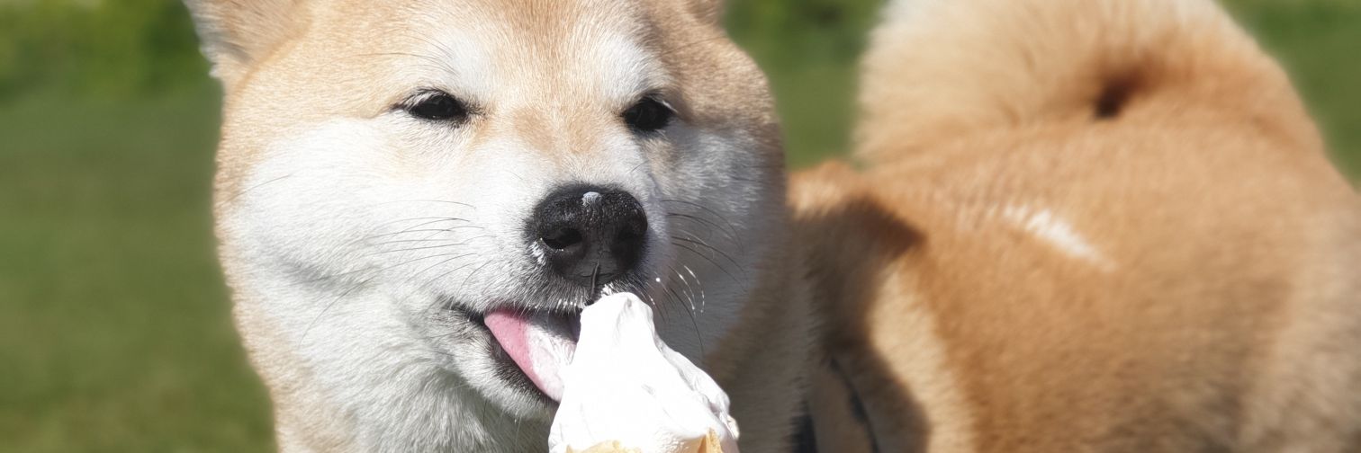 Moranfox's profile banner image