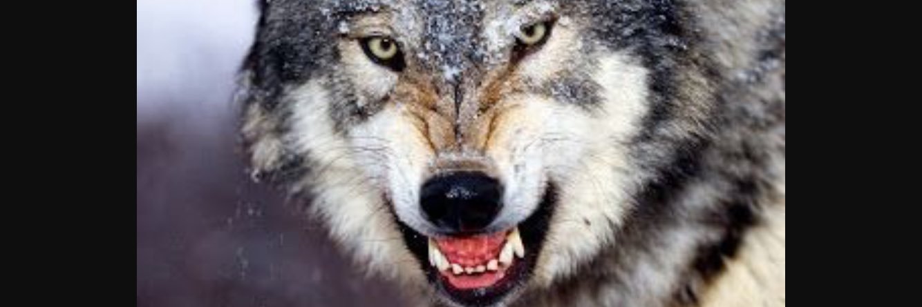 noscreaming's profile banner image
