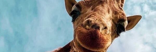 graceannmschuck's profile banner image