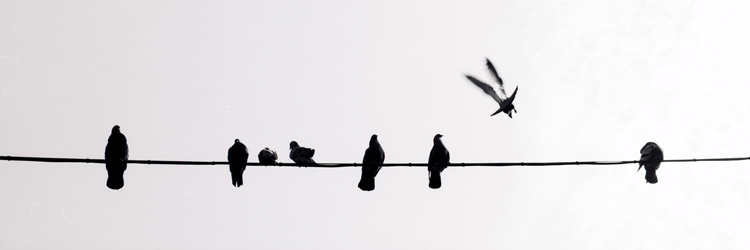krulaphoto's profile banner image