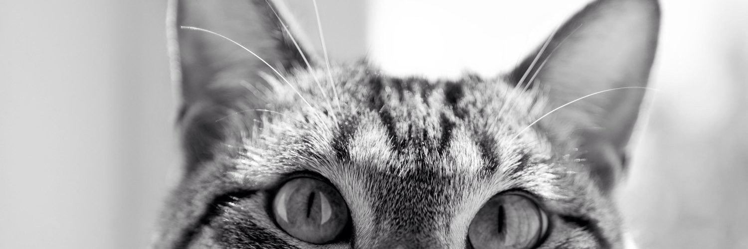 Nindy_GS's profile banner image