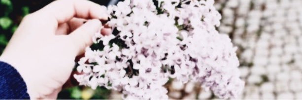 bellatwolk's profile banner image