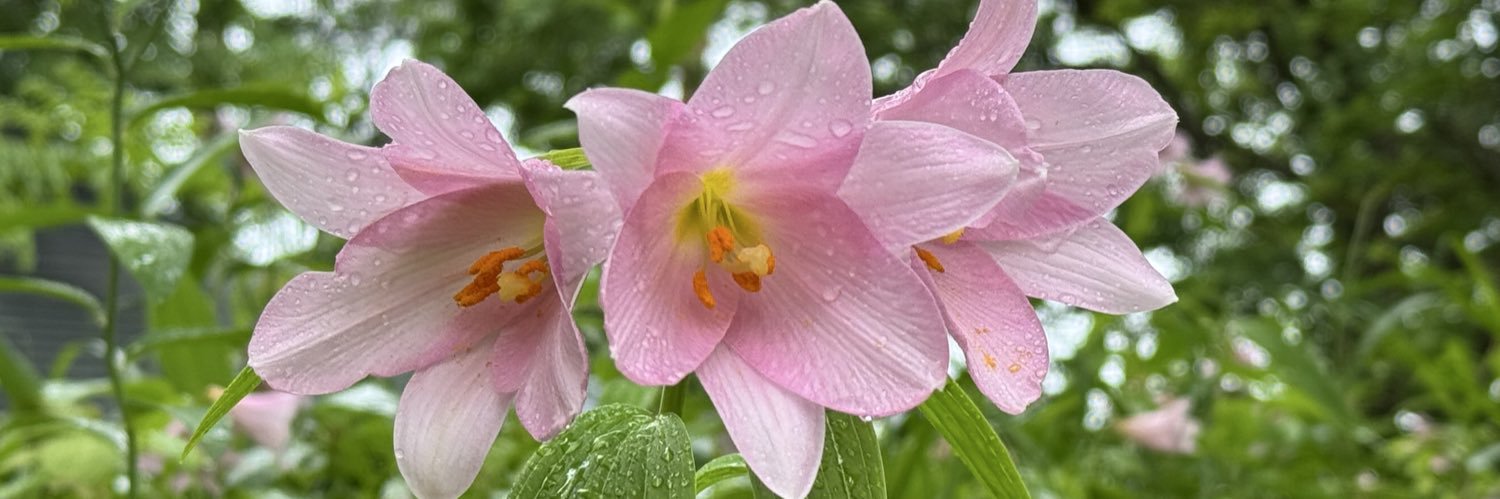 Passion42Flower's profile banner image