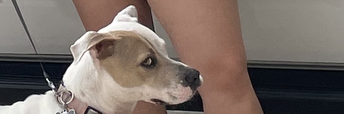 thelettervy's profile banner image