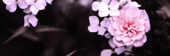 A🌸 banner