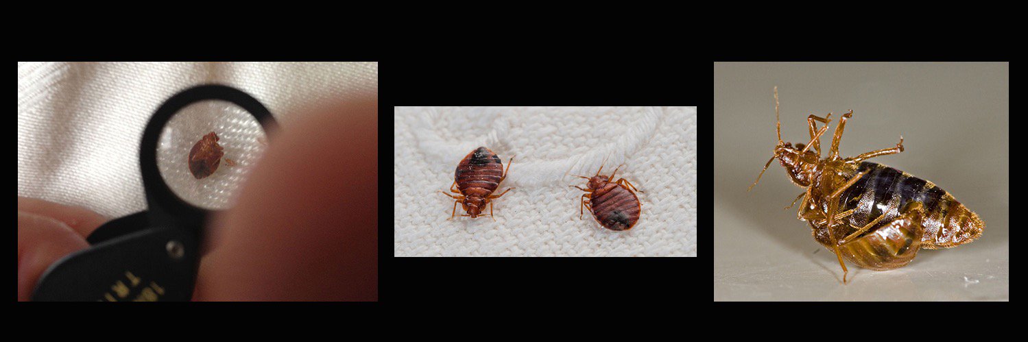 ResourceBedBug's profile banner image