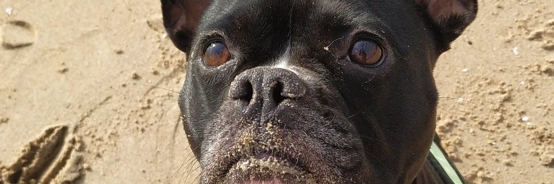 PAAWNS's profile banner image