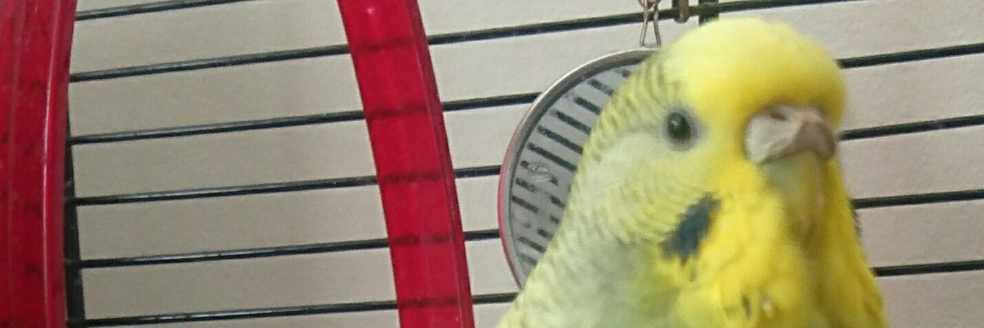 🐦The Ninja Budgies🐦 banner