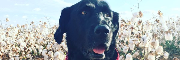 FakeNatMaines Profile Banner