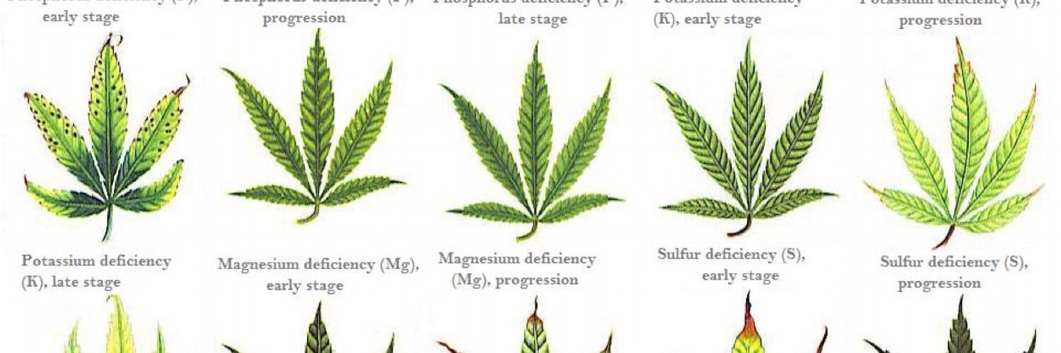 Если болеют листья у конопли сколько грамма в пакете марихуаны