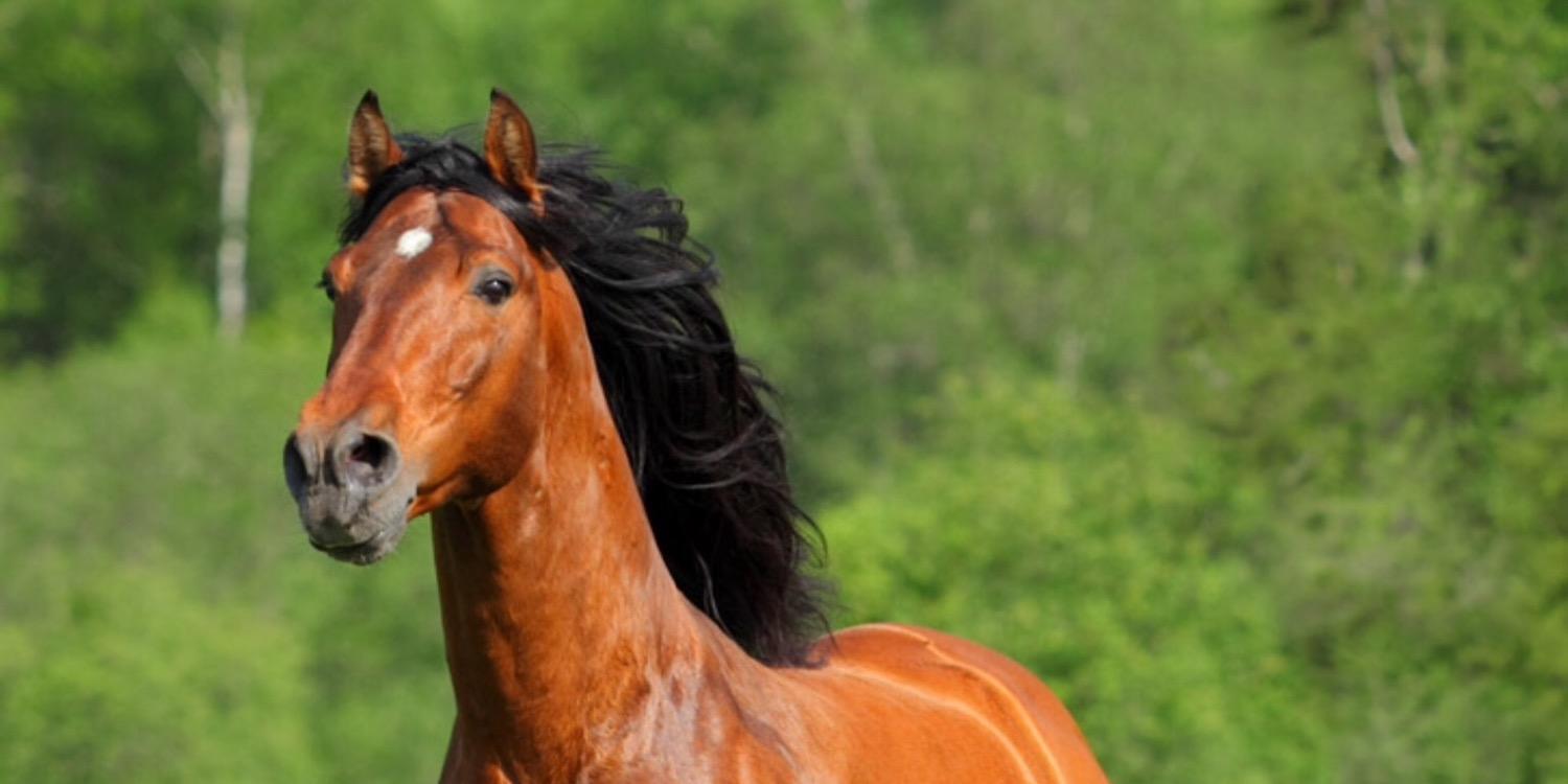 77stallion's profile banner image