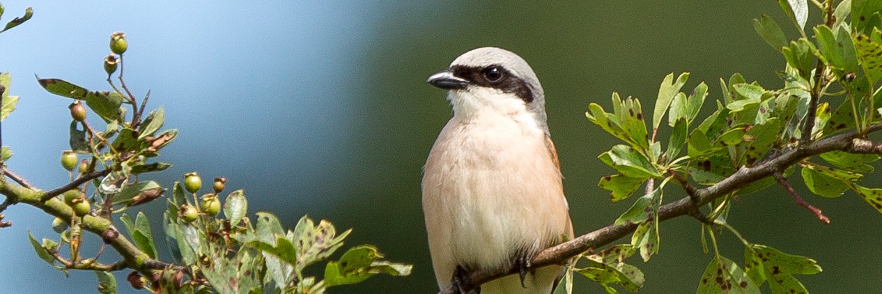 Nationale Vogelweek banner