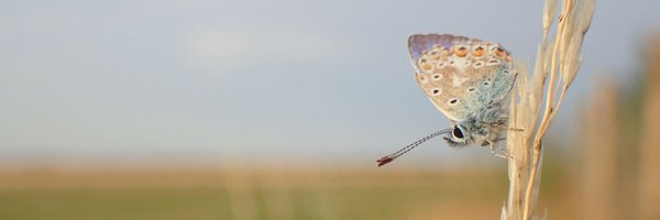 stuttonsparrows Profile Banner