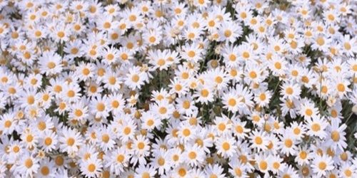 OliveLovesYou3's profile banner image