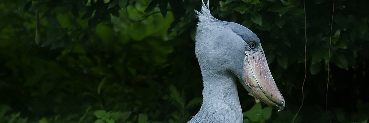 MenomiWON's profile banner image