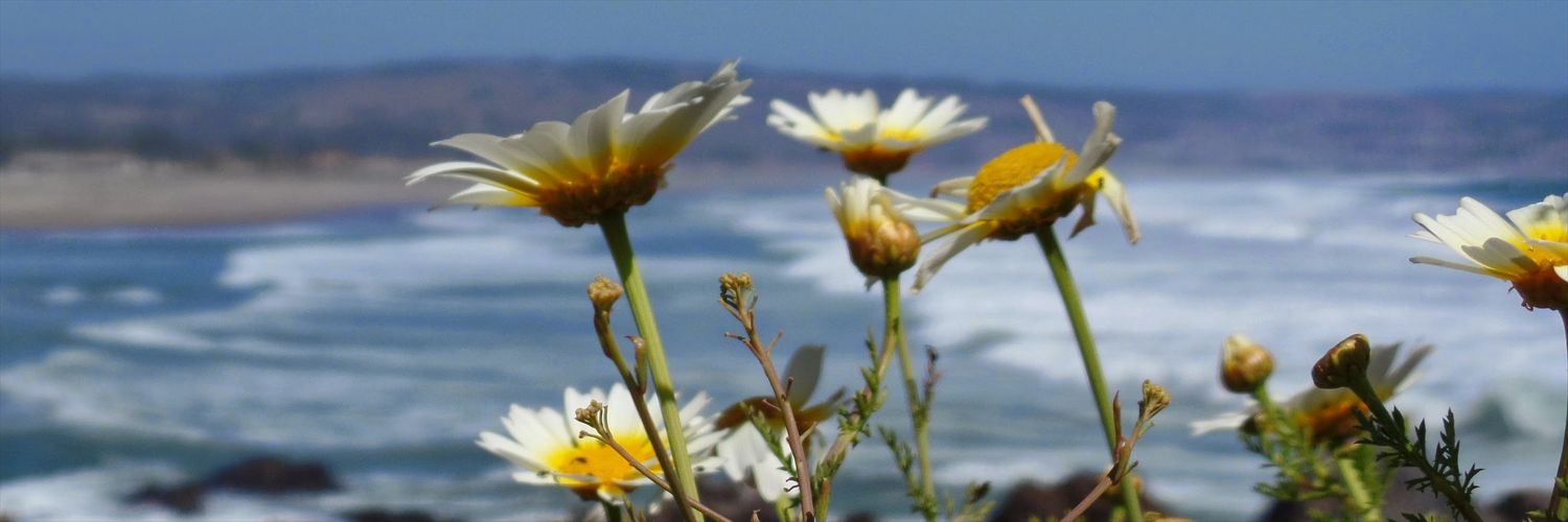 PaolaArceManque's profile banner image