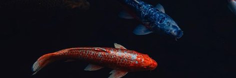 GedroPouveia's profile banner image