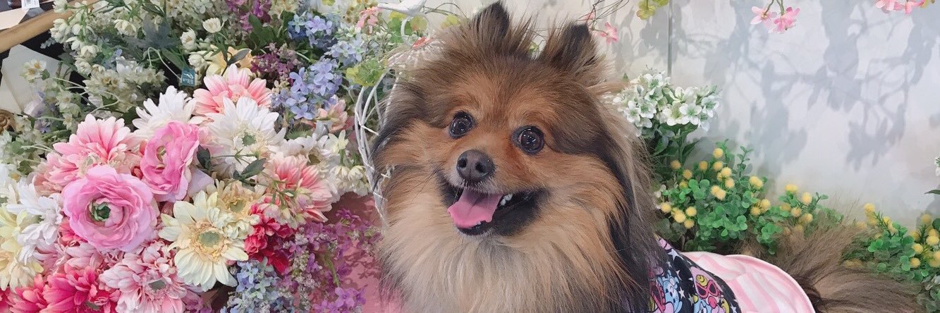 yuchi🍏自衛中🧡ゼンジンチケットご用意まだです banner