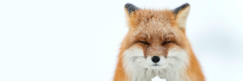vuslattas's profile banner image
