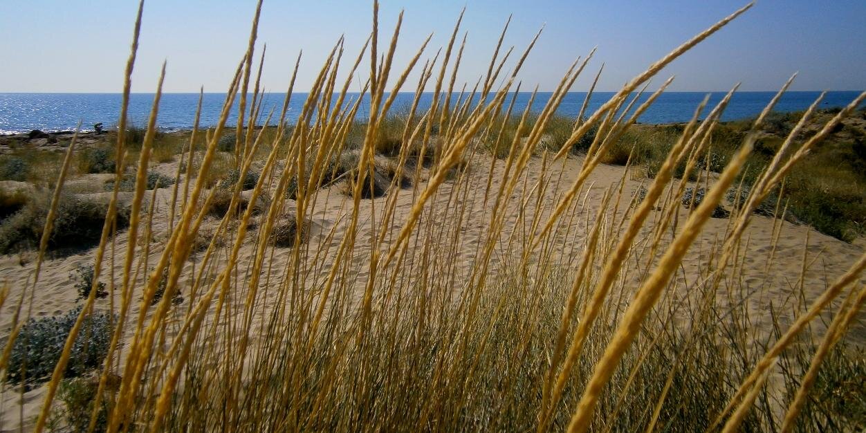 juncal carrascosa banner