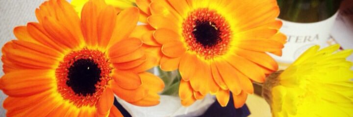 _mild_kaldi_'s profile banner image