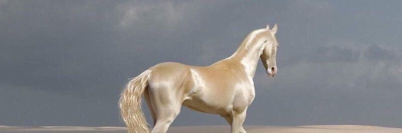 EzzAlhashimi's profile banner image