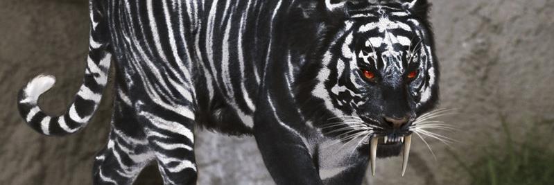 David Tiger Conway banner