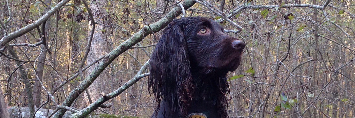 buddy_wonder's profile banner image