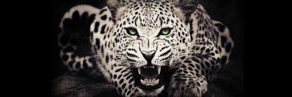 B E R G A M I N I banner