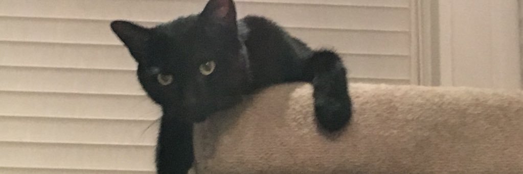 ChrisMusillo's profile banner image