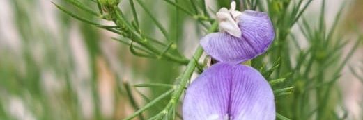 Yosphe Kruger banner