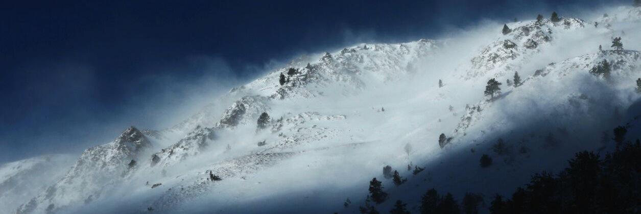 Caiman👣🍀🐋 banner