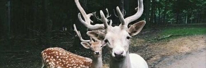 8RroseSelavy's profile banner image