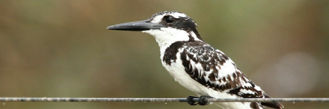 flyingbarron's profile banner image