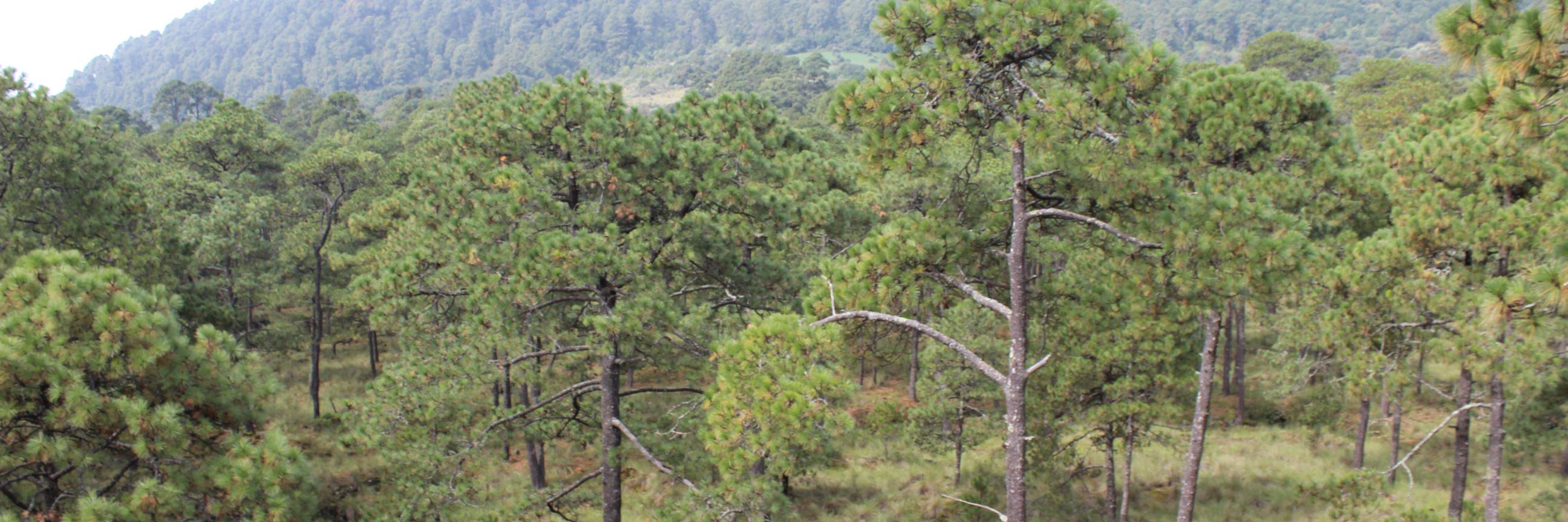 HuitzilacMor's profile banner image