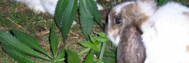 susbunny666's profile banner image