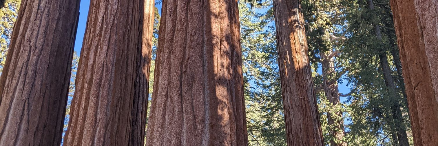 Rebekah Evans banner