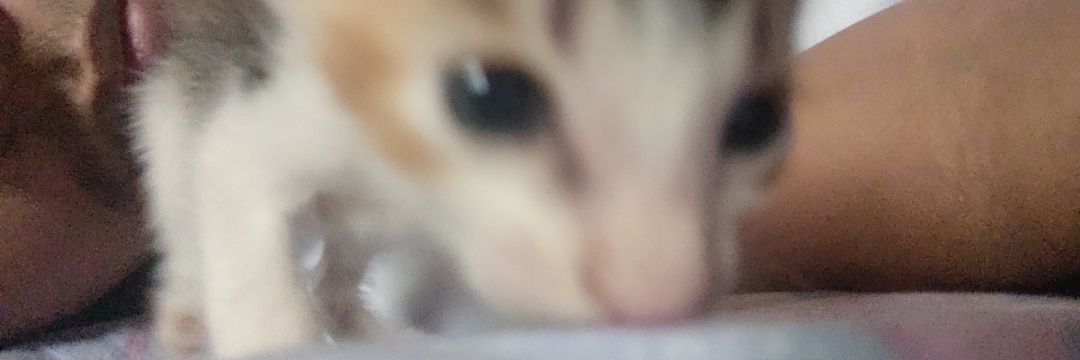 jccampayes's profile banner image
