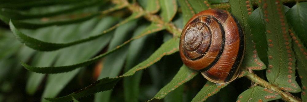 Slow Food Seattle banner