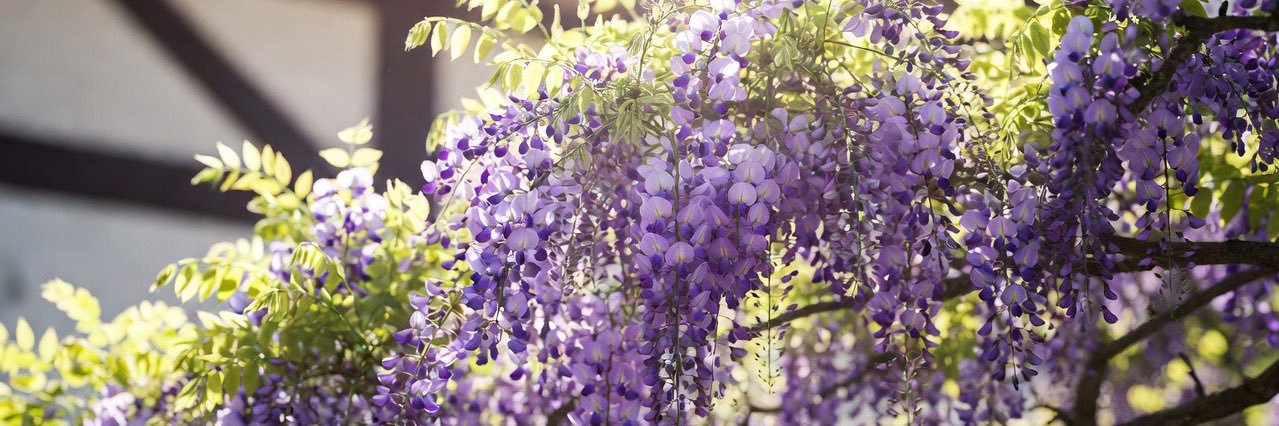 藤ねこ🇯🇵 banner