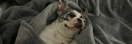 chanmastaflex's profile banner image
