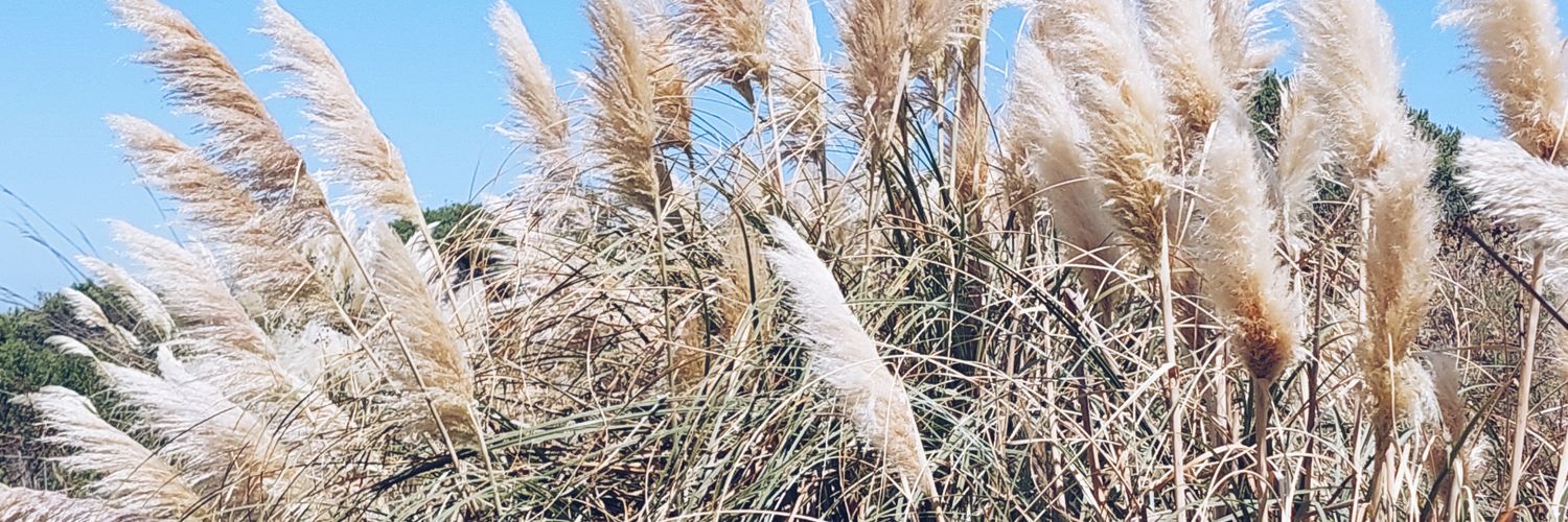 SperanzaAgus's profile banner image