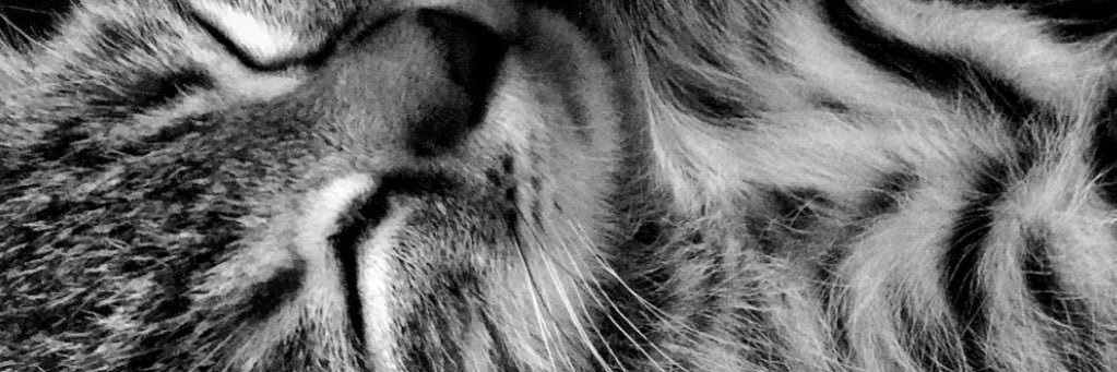 evagonzalez___'s profile banner image