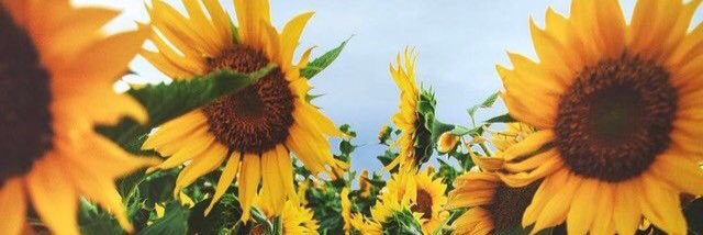 its_Sara98's profile banner image