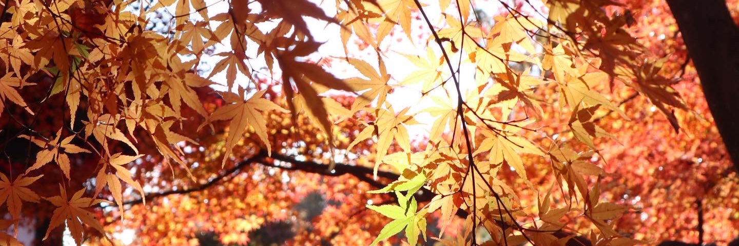Cby503N's profile banner image