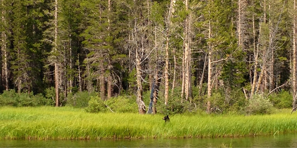 Trevor McClung banner